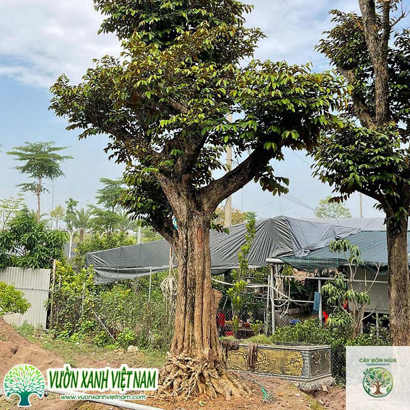 cây vú sữa - Image 2