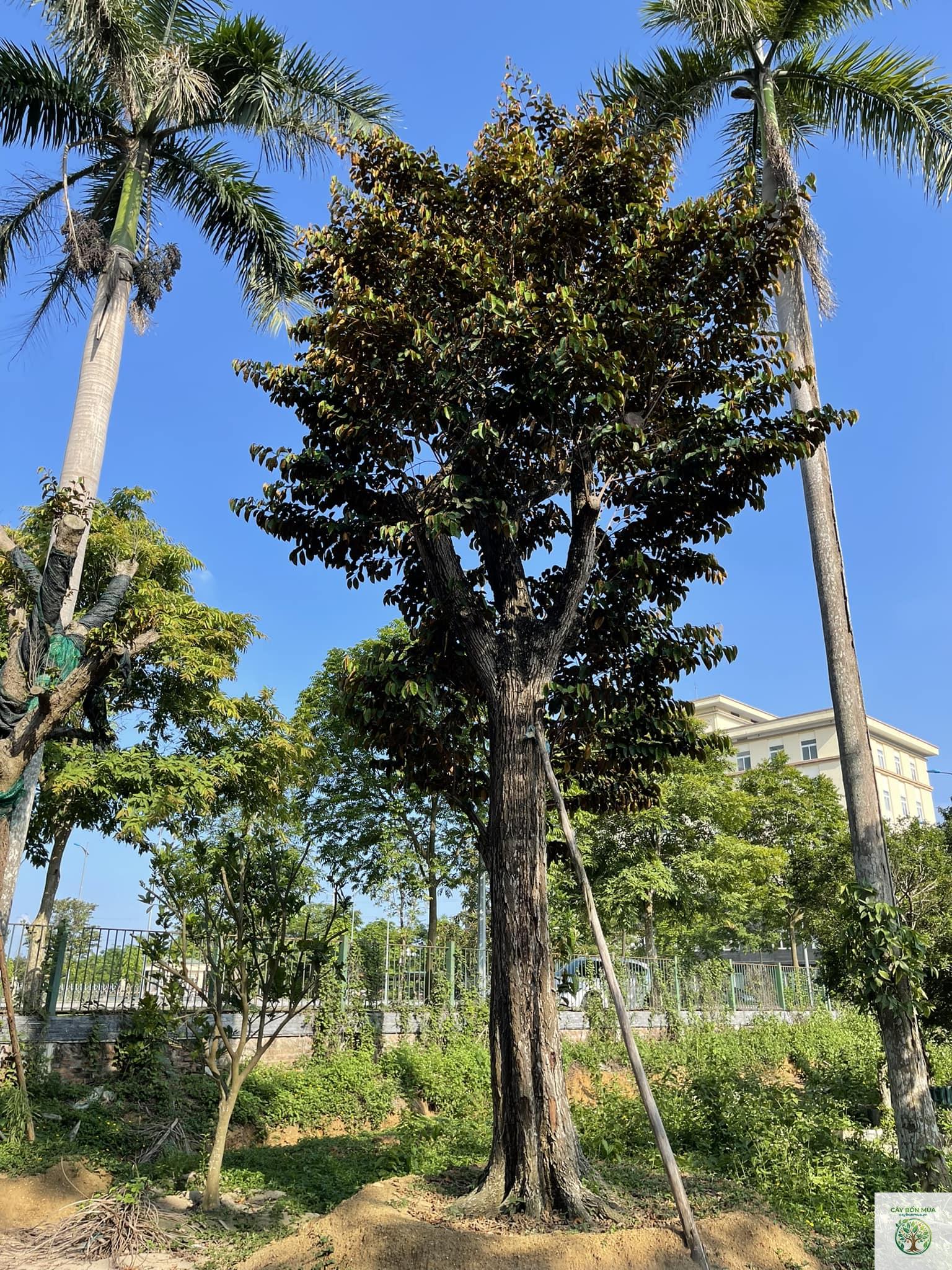 cây vú sữa - Image 5