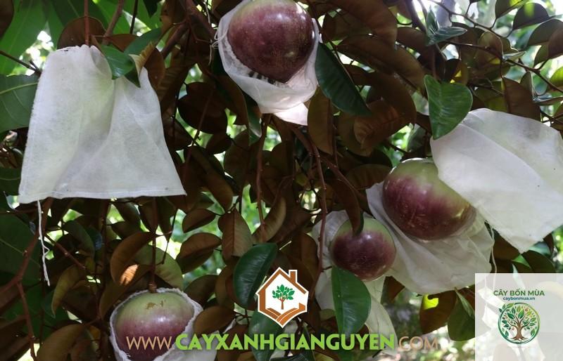 cây vú sữa Bắc Thảo - Image 1