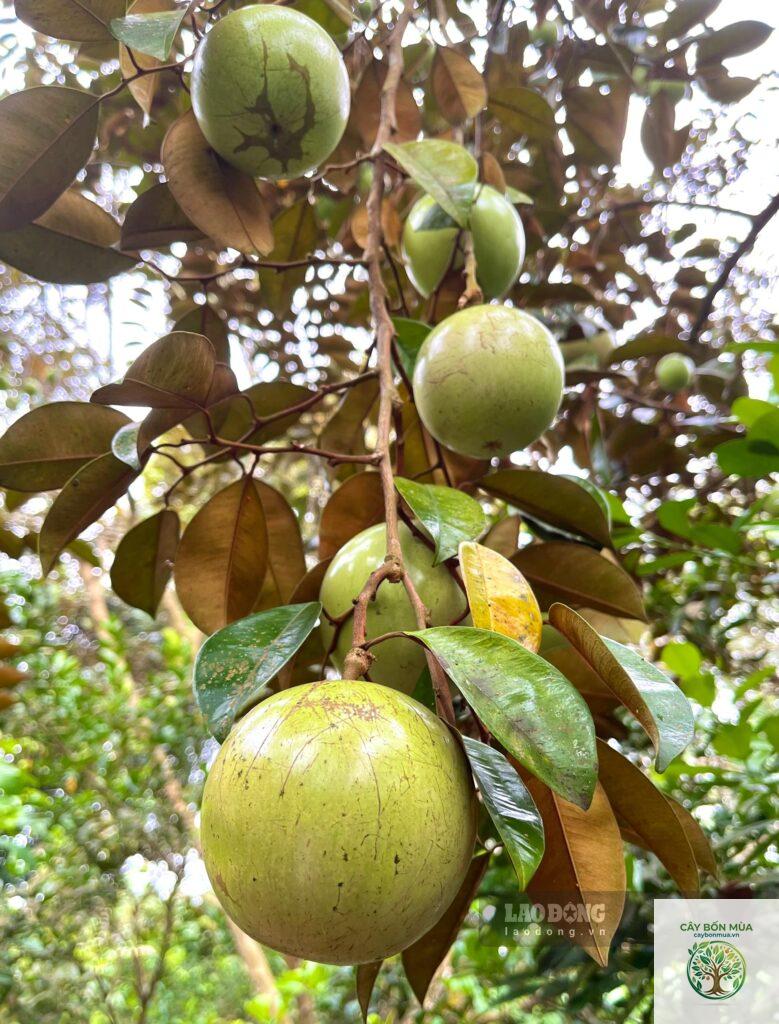 cây vú sữa Lò Rèn