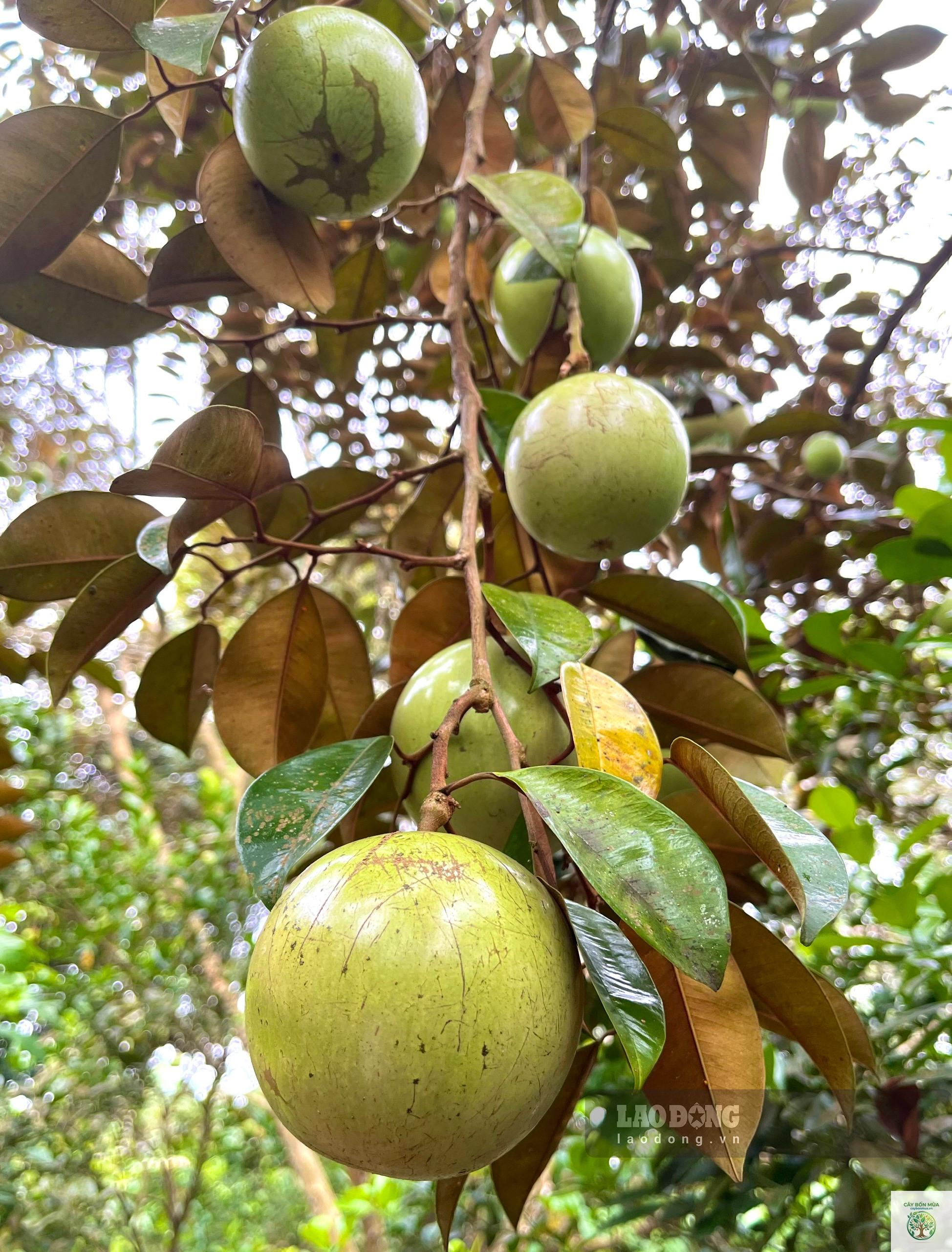 cây vú sữa Lò Rèn - Image 1