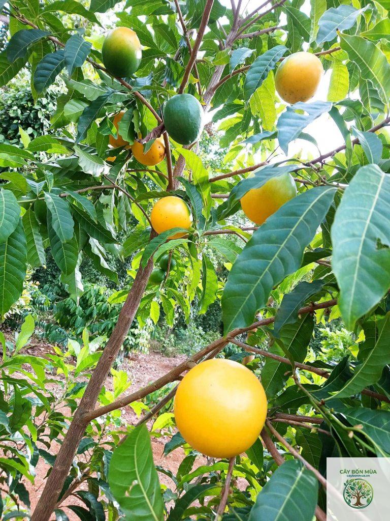 cây vú sữa Malaysia