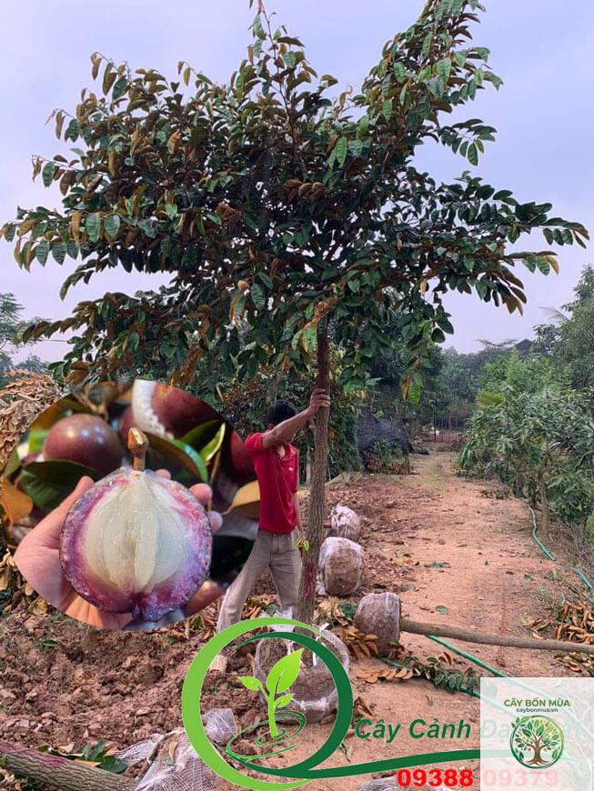 cây vú sữa Thái - Image 4