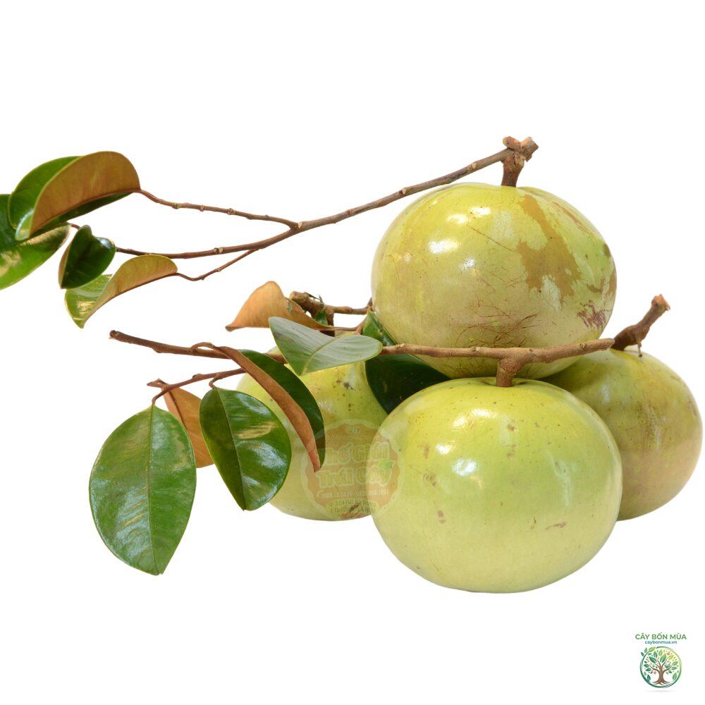cây vú sữa bơ hồng - Image 3