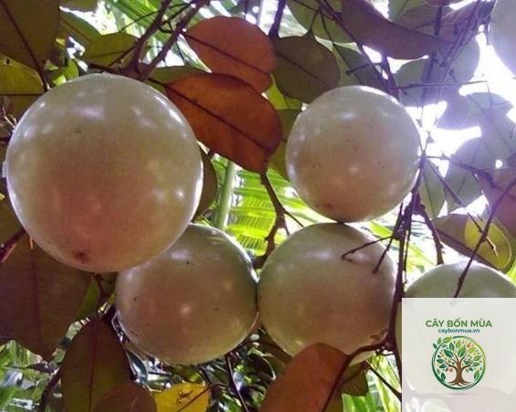 cây vú sữa bơ hồng
