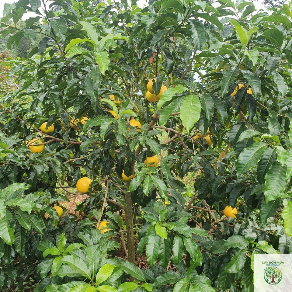 cây vú sữa hoàng kim - Image 3