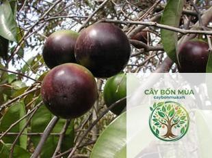 cây vú sữa nâu - Image 3