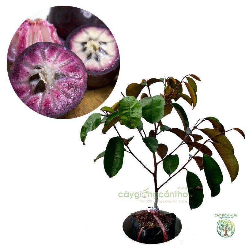 cây vú sữa tím - Image 1