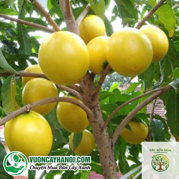 cây vú sữa vàng