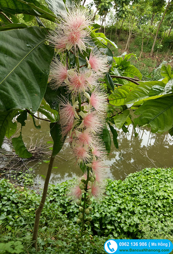 cây vừng trắng - Image 2