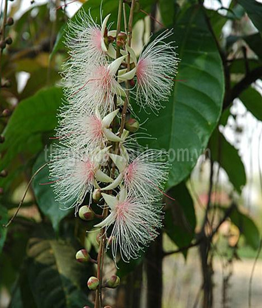 cây vừng trắng - Image 3