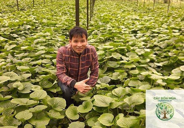 cây wasabi - Image 3