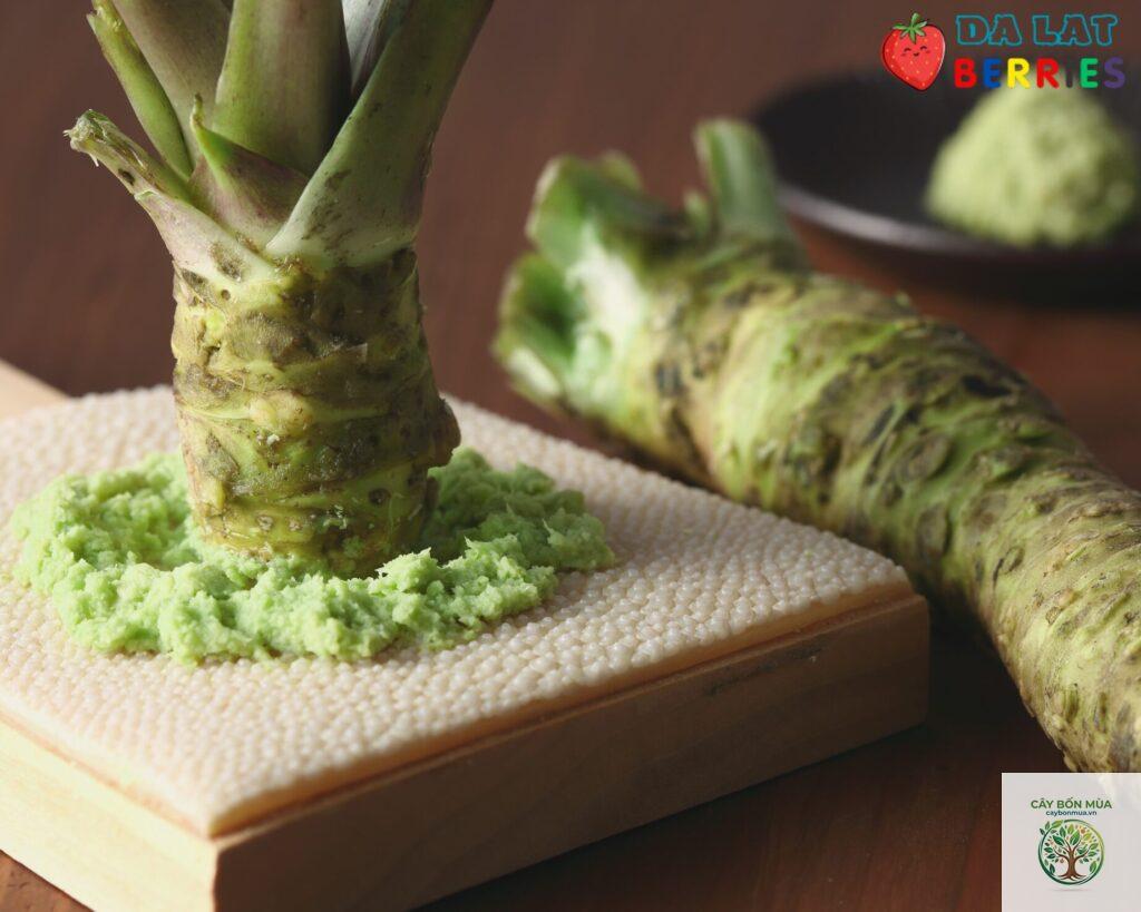 cây wasabi Iwate