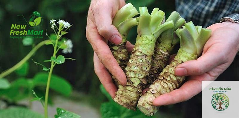 cây wasabi Iwate - Image 4