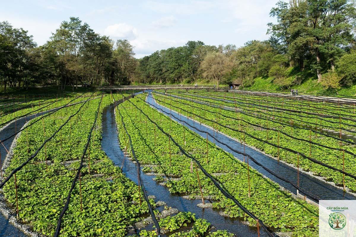 cây wasabi Nagano - Image 2