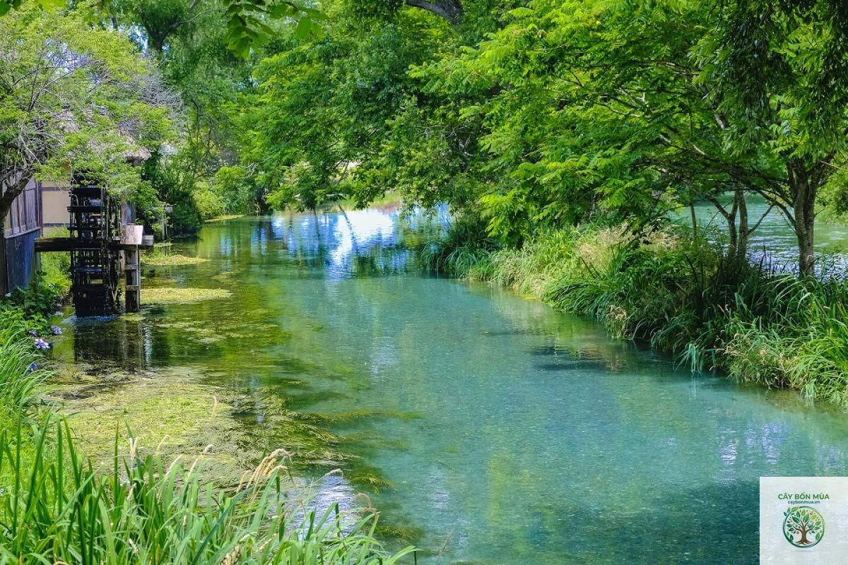cây wasabi Nagano - Image 4