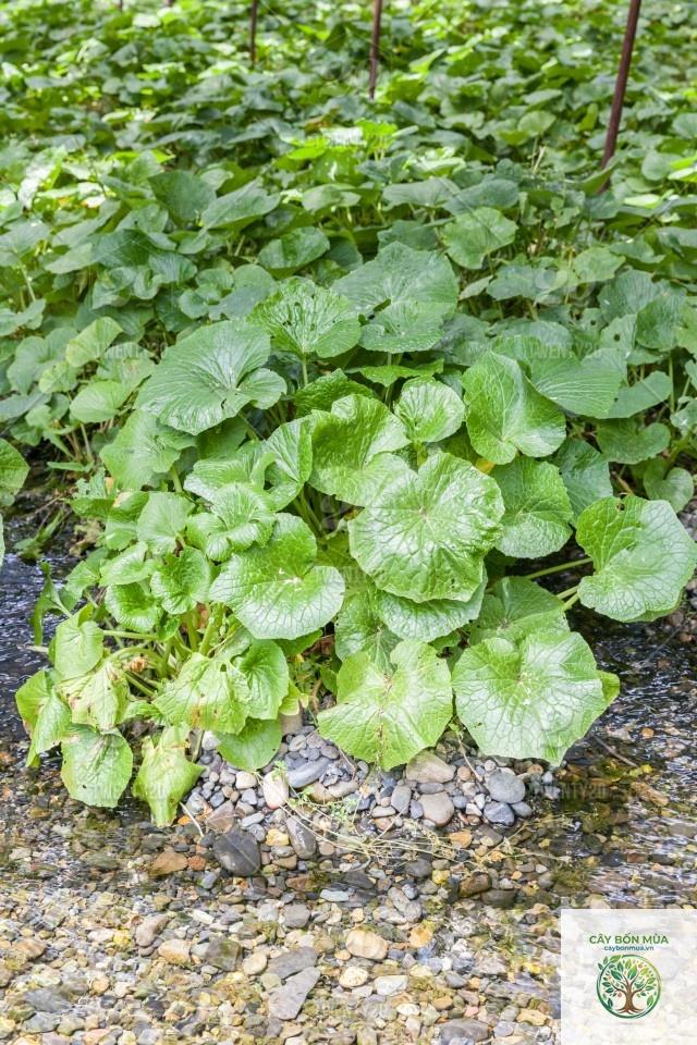 cây wasabi Nhật - Image 2