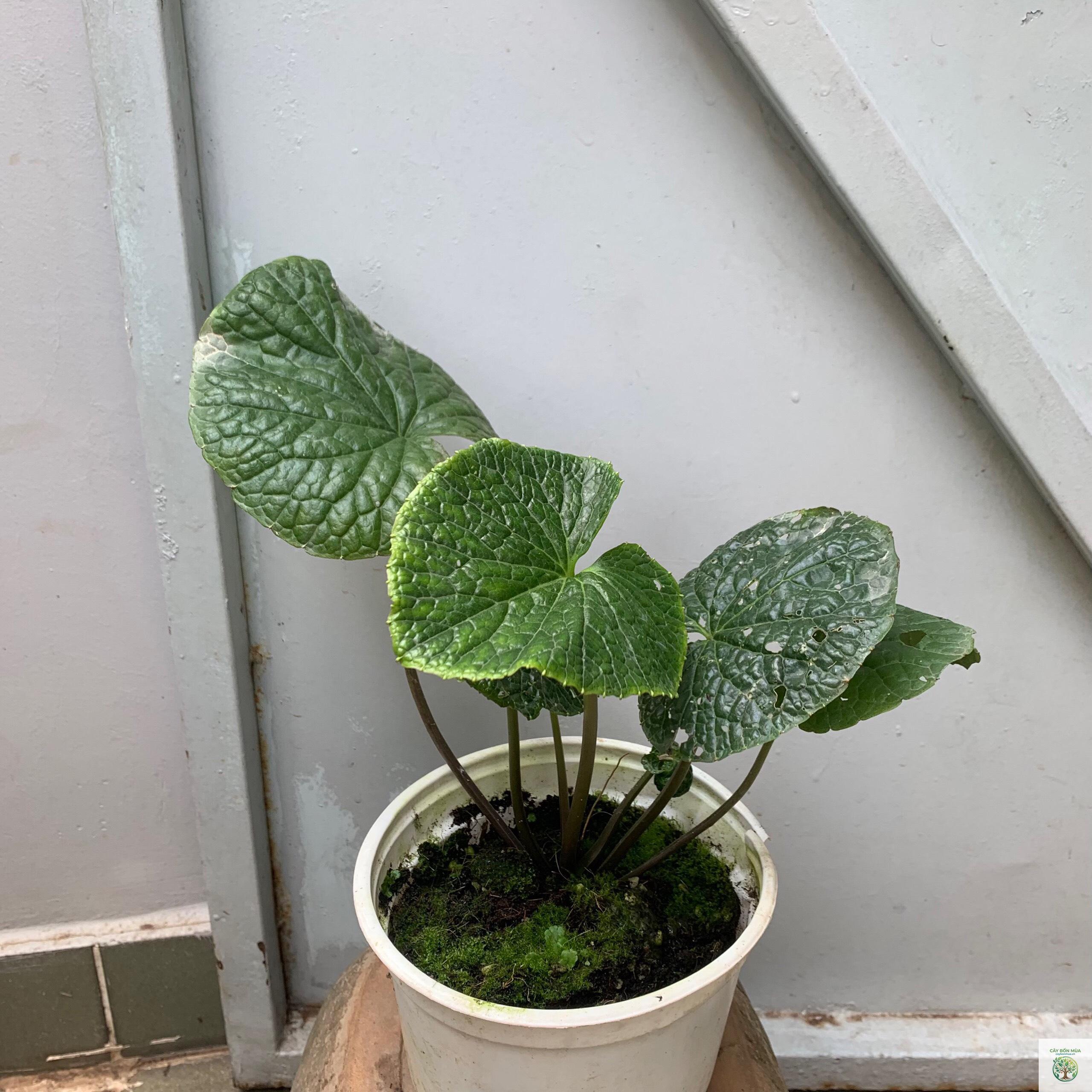 cây wasabi Nhật - Image 3