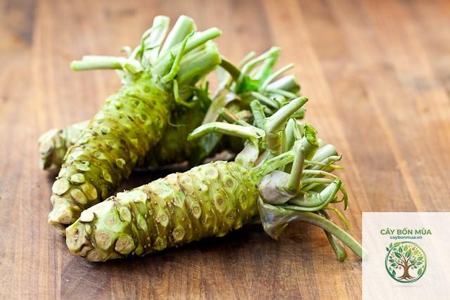 cây wasabi Nhật