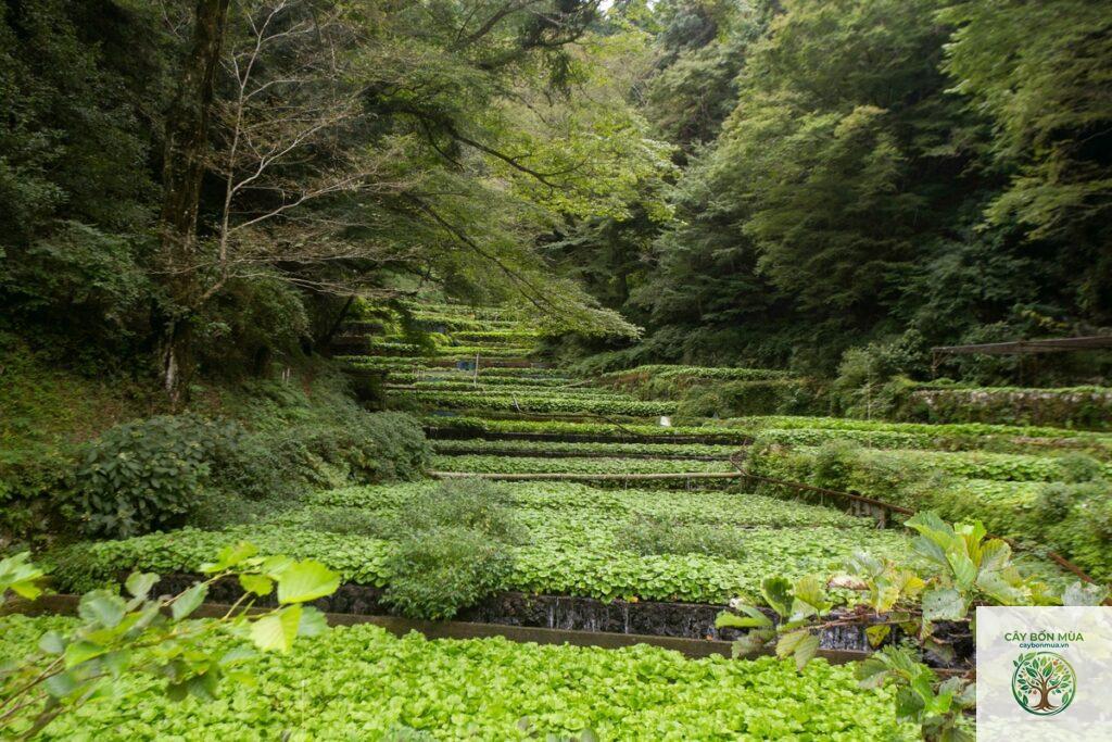 cây wasabi Shizuoka