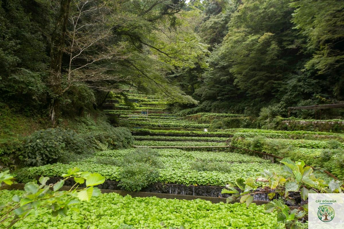 cây wasabi Shizuoka - Image 1