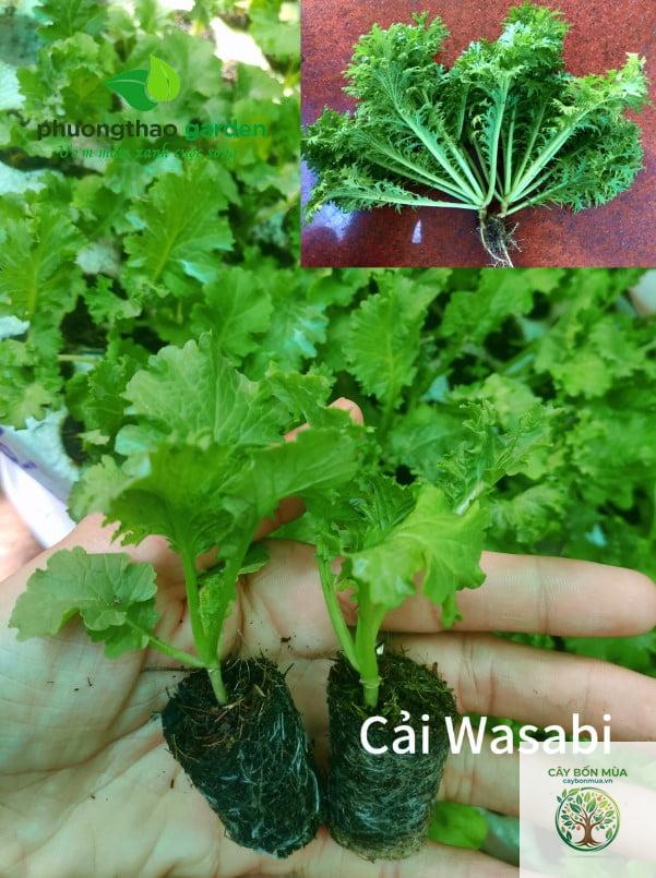 cây wasabi dại - Image 3