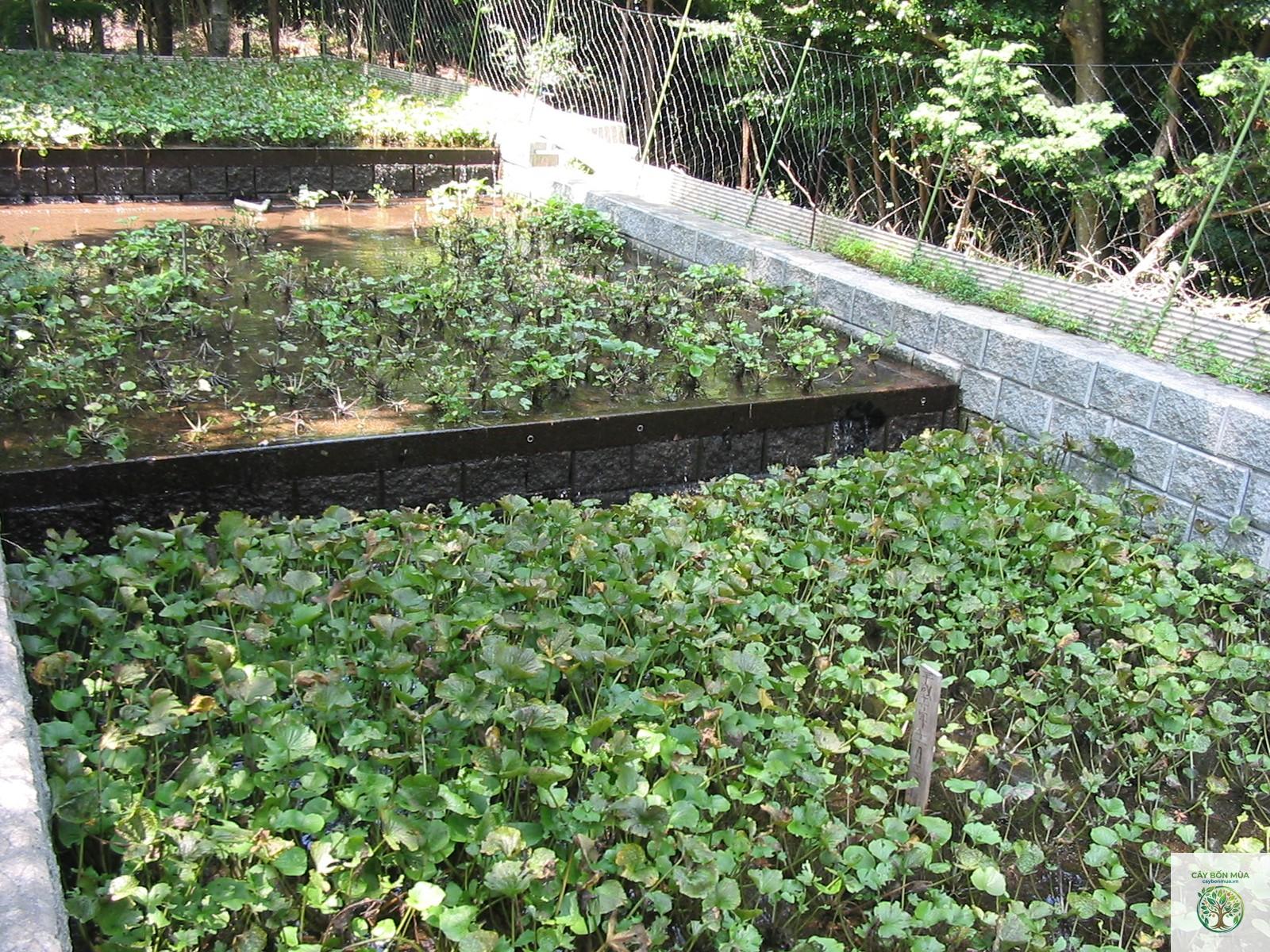cây wasabi dại - Image 4