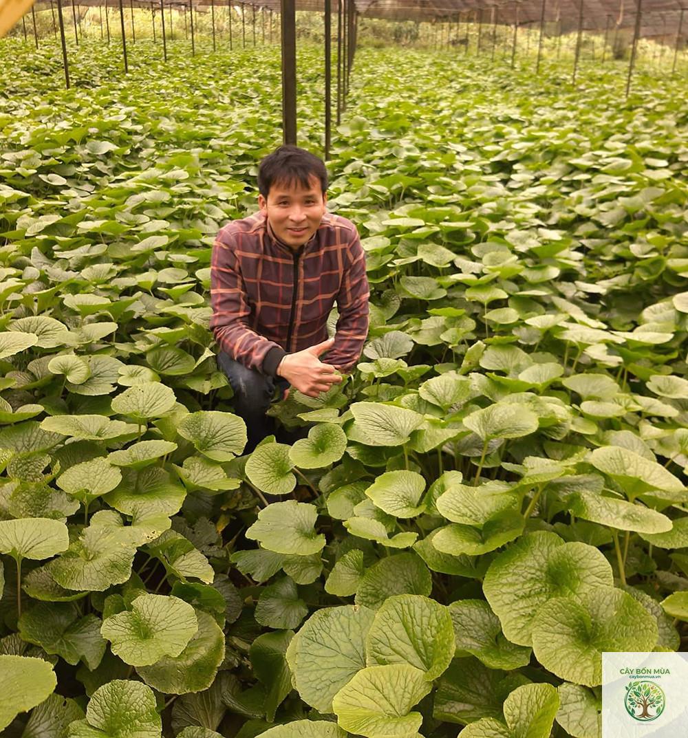 cây wasabi dại - Image 5