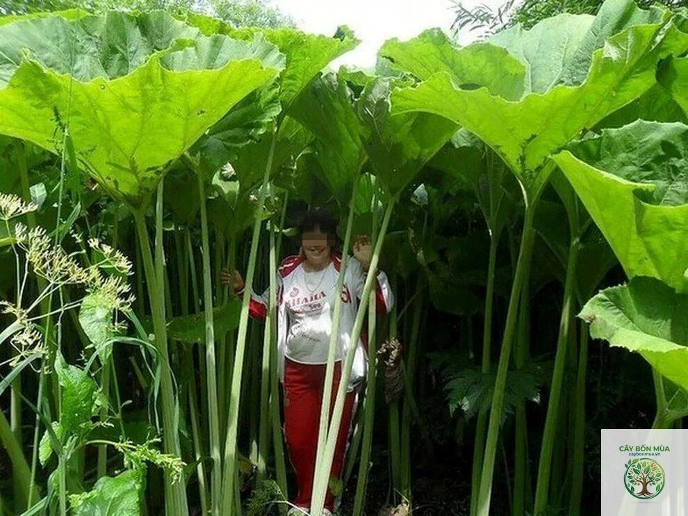 cây wasabi đảo Sakhalin - Image 4