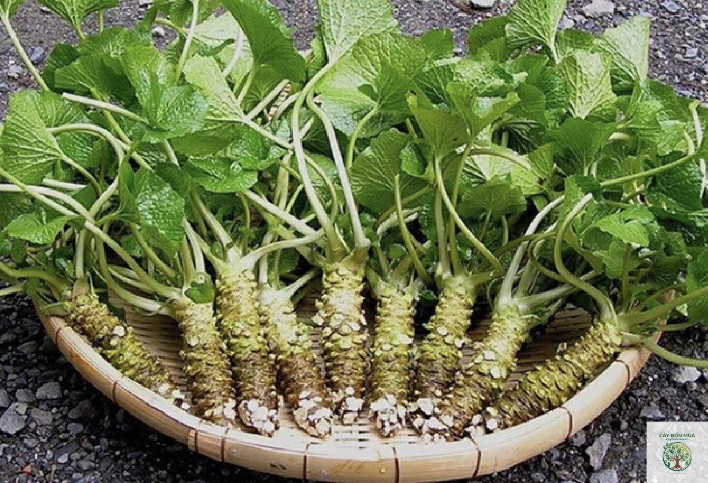 cây wasabi đỏ - Image 2