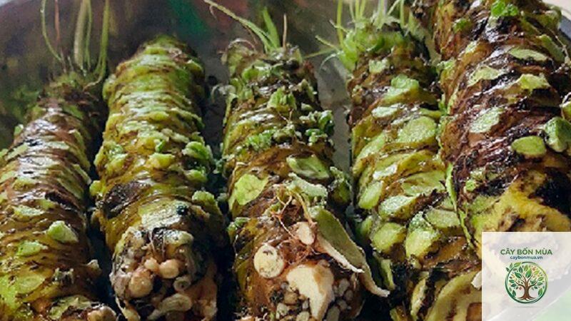 cây wasabi đỏ - Image 3