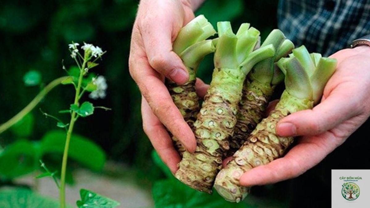 cây wasabi đỏ - Image 4