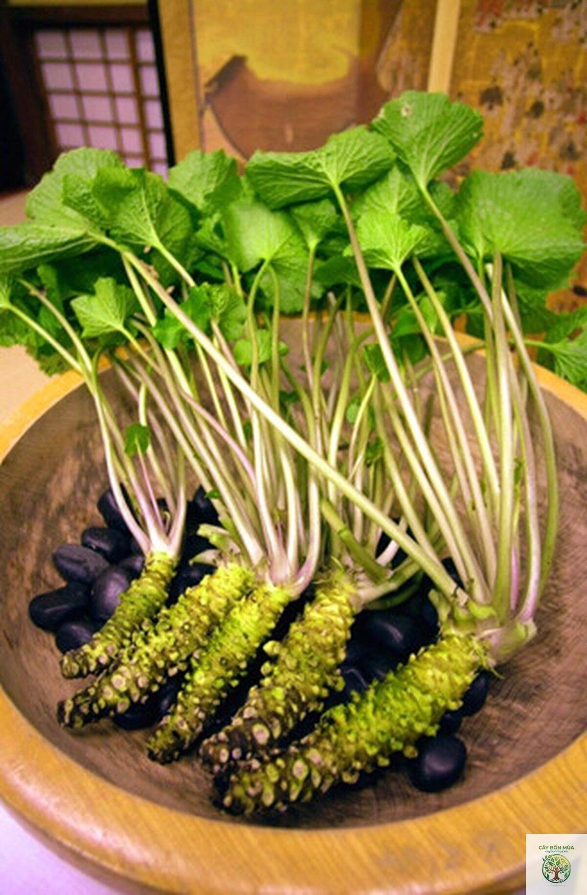 cây wasabi đỏ - Image 1