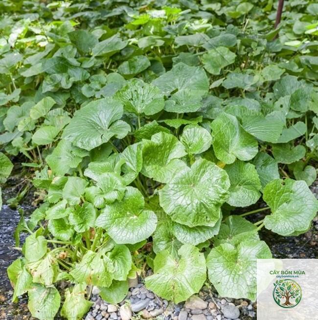 cây wasabi núi - Image 4