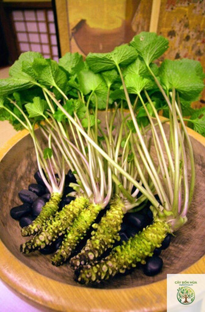 cây wasabi núi