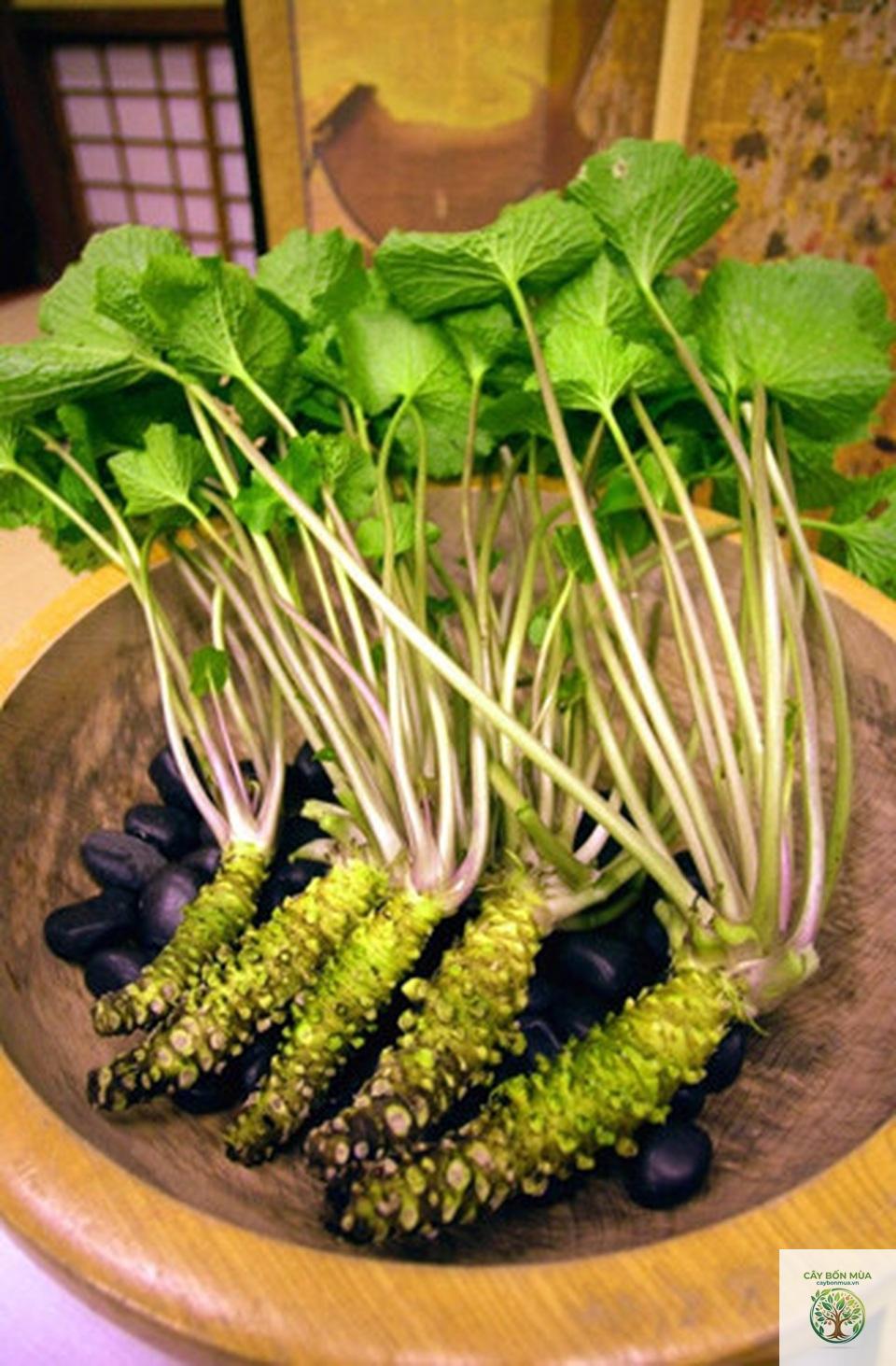 cây wasabi núi đá - Image 1
