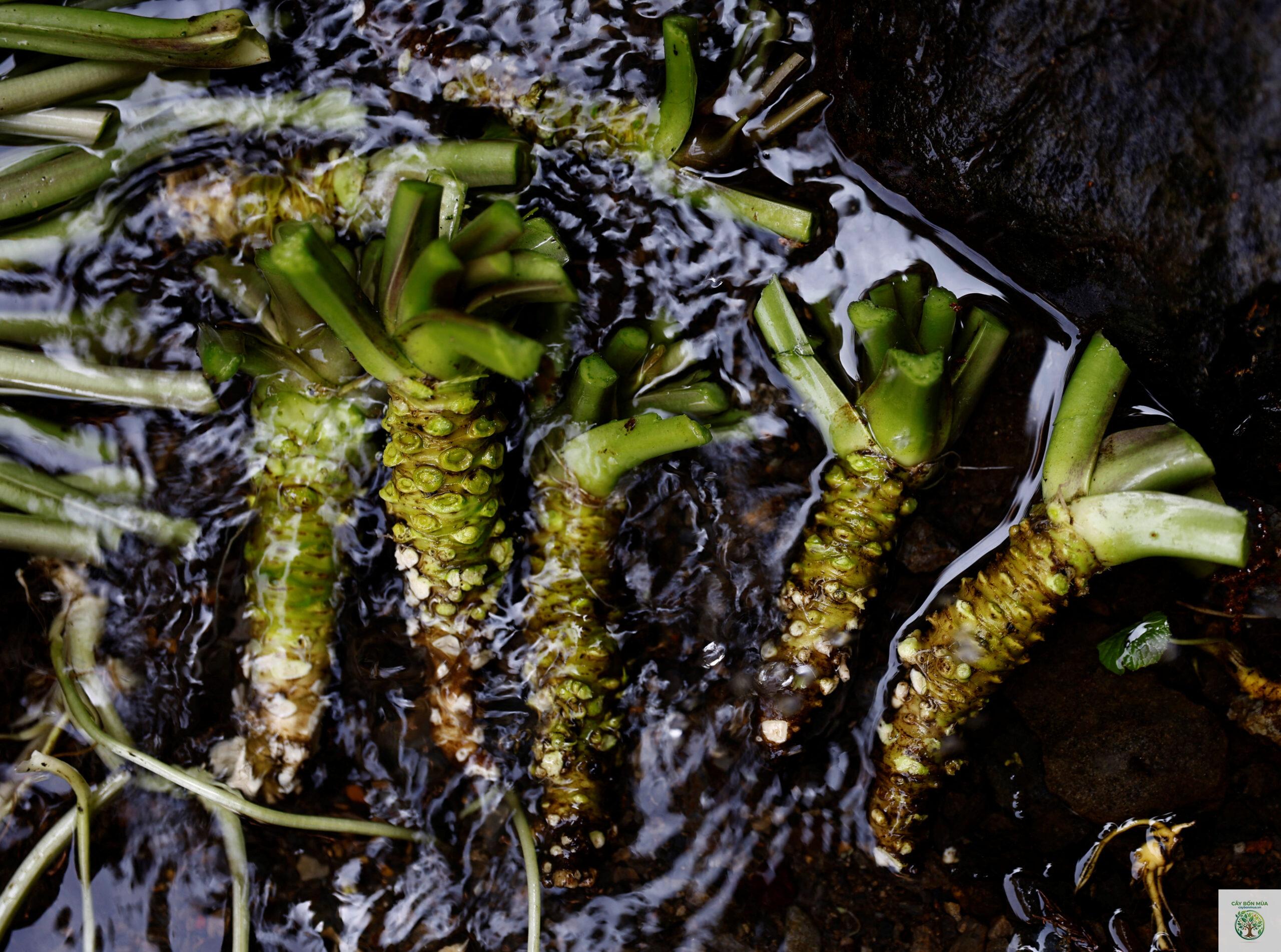 cây wasabi nước - Image 2