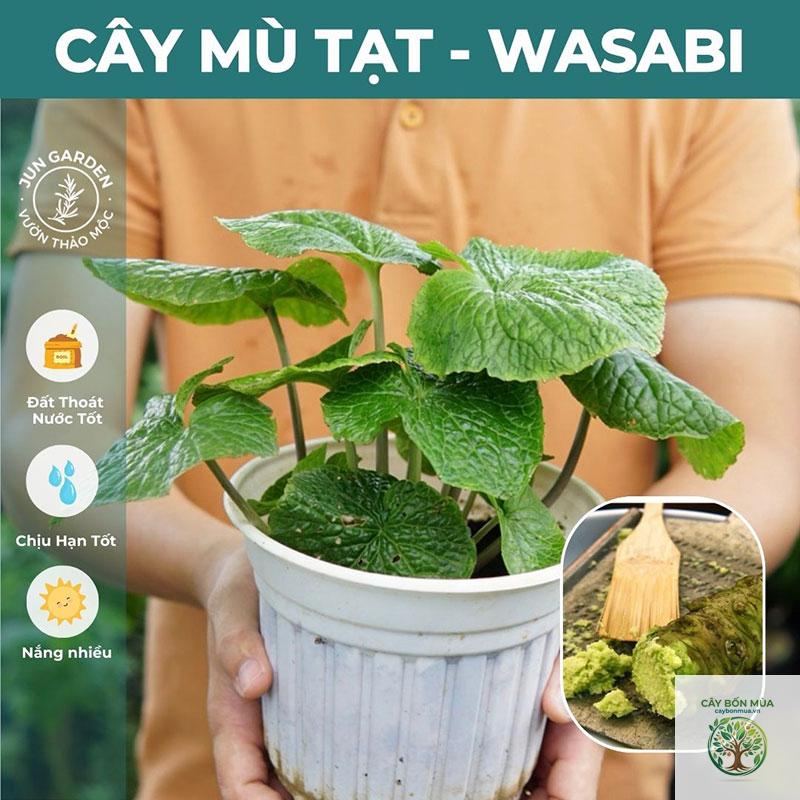 cây wasabi nước - Image 4