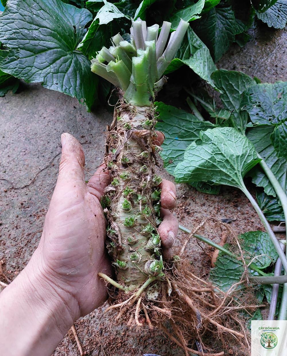 cây wasabi rừng - Image 2