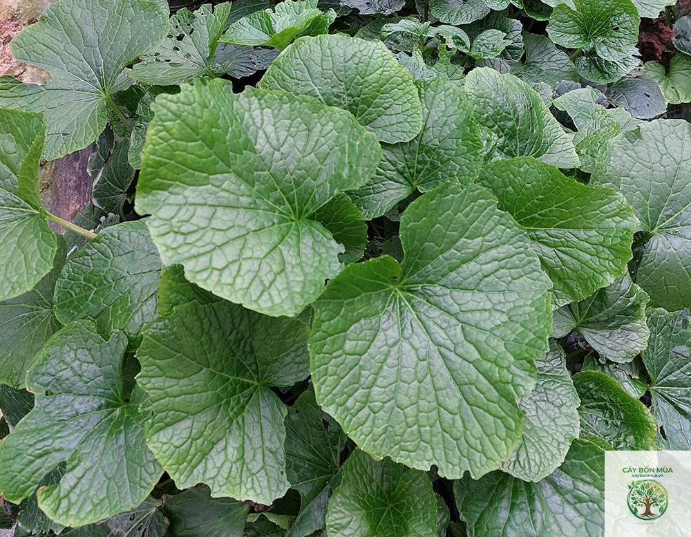 cây wasabi rừng - Image 5