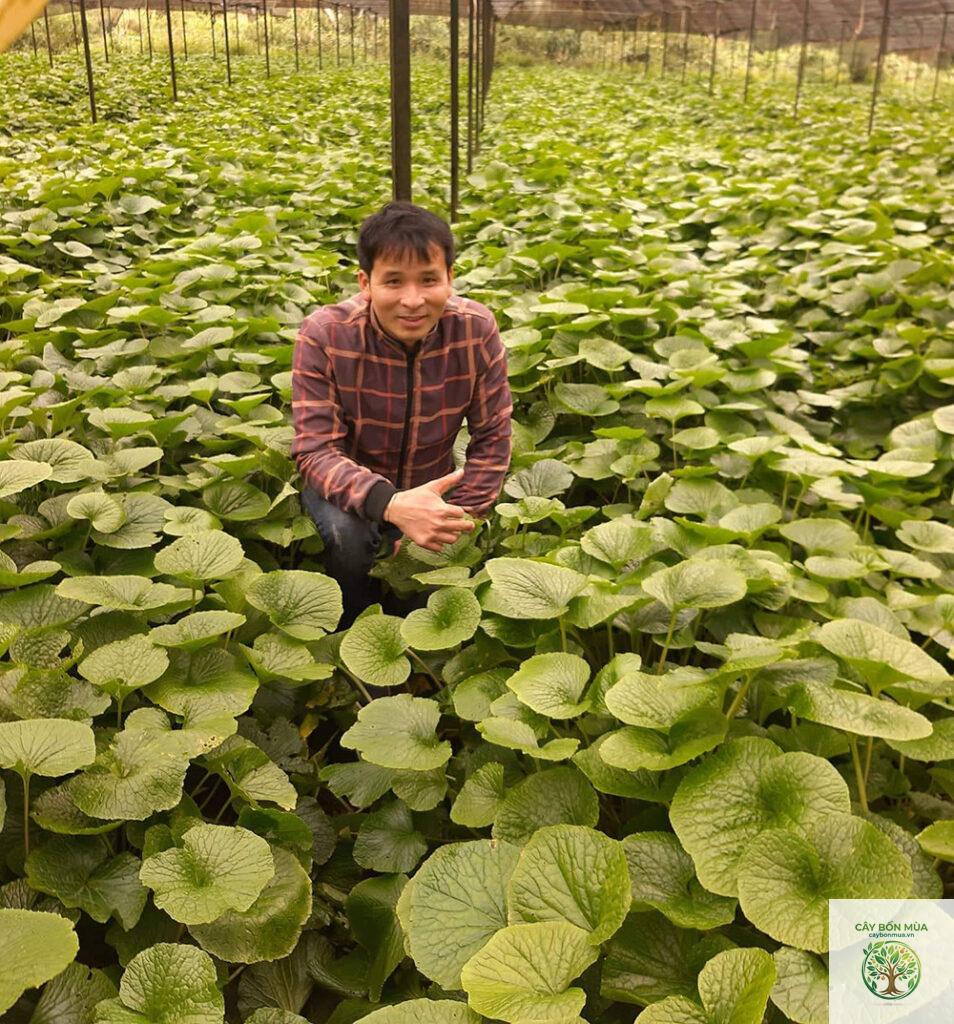 cây wasabi rừng