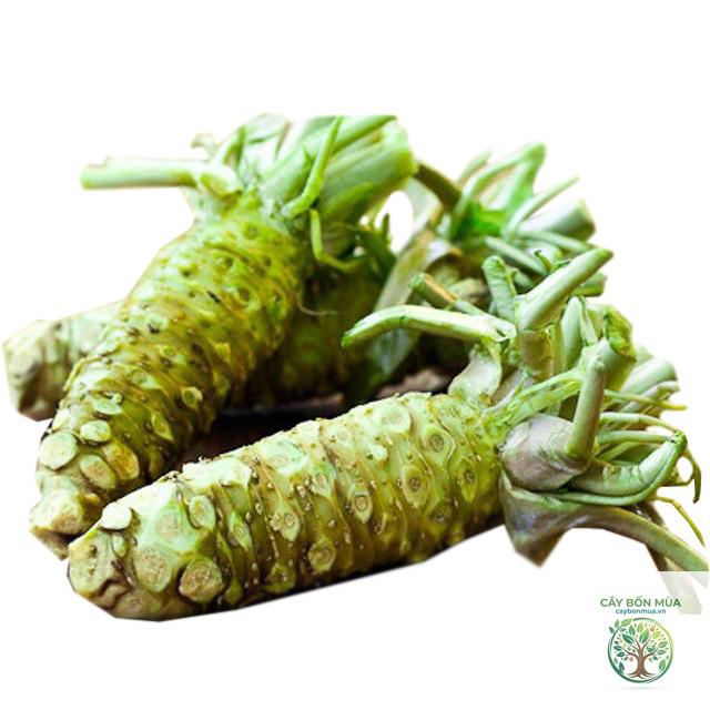 cây wasabi xanh - Image 5