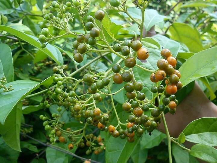 cây xạ đen - Image 3