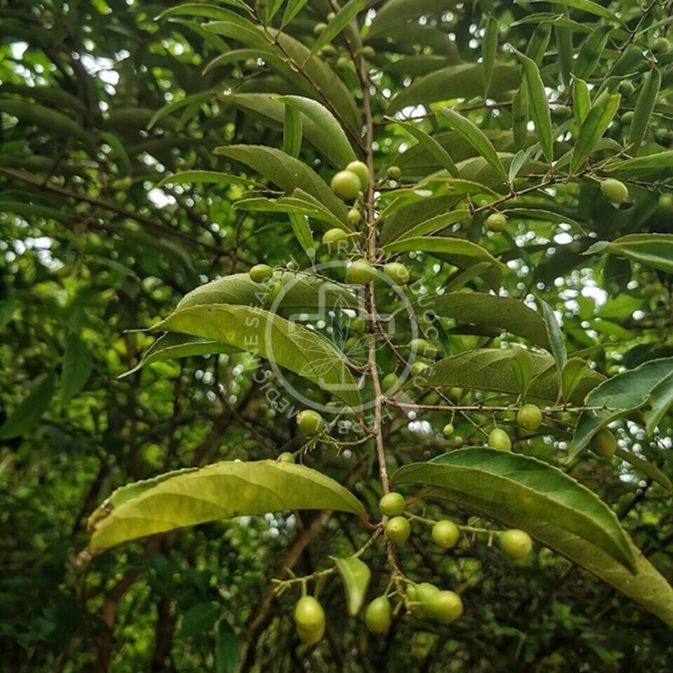 cây xạ đen rừng - Image 2