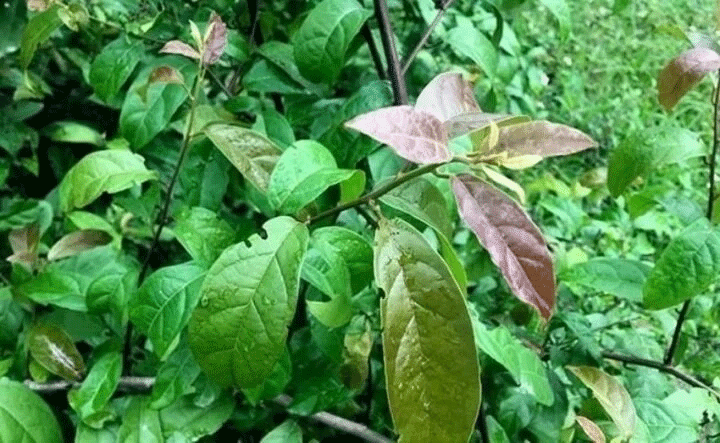 cây xạ đen rừng - Image 3