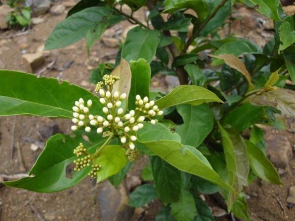 cây xạ đen rừng - Image 4