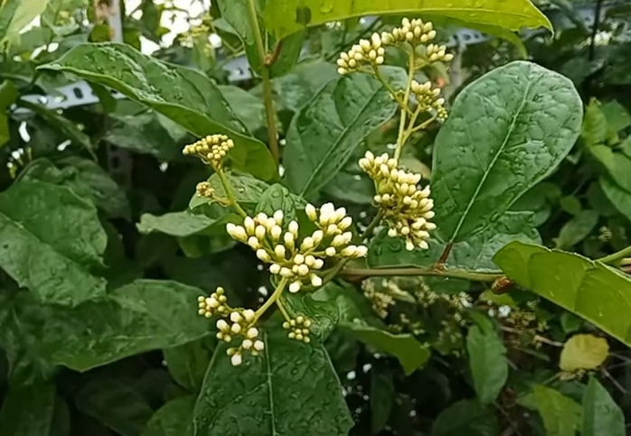 cây xạ đen rừng
