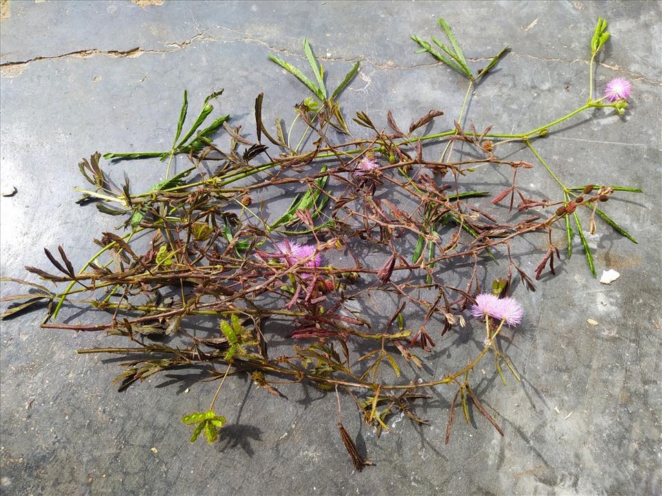 cây xấu hổ - Image 2