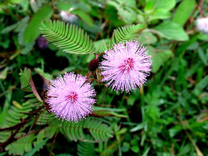 cây xấu hổ - Image 4