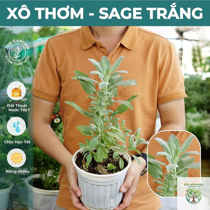 cây xô thơm trắng